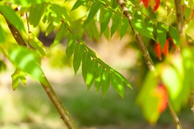 Rhus typhina meerstammig 200-250