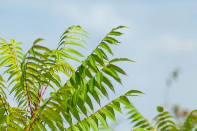 Rhus typhina meerstammig 200-250