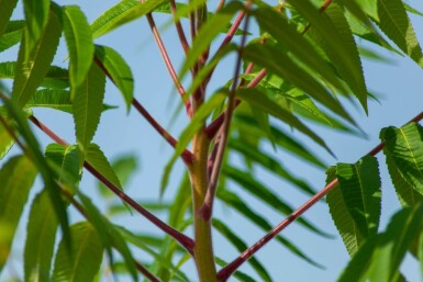 Rhus typhina meerstammig 200-250
