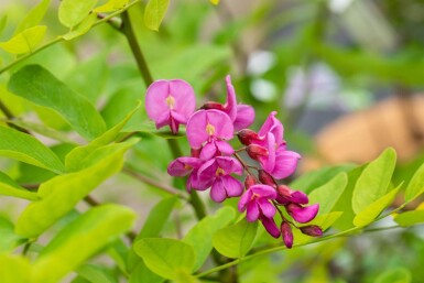 Robinia x margaretta 'Pink Cascade' hoogstam
