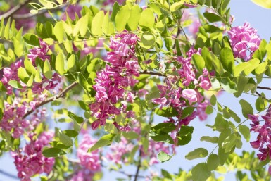 Robinia x margaretta 'Pink Cascade' hoogstam