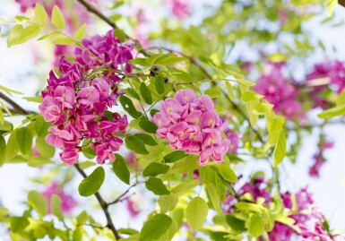 Robinia x margaretta 'Pink Cascade' hoogstam