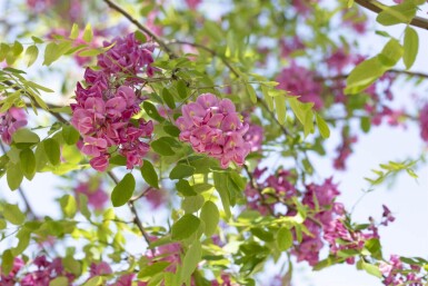 Robinia x margaretta 'Pink Cascade' hoogstam
