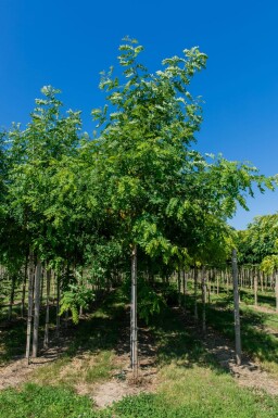 Robinia pseudoacacia hoogstam 18/20