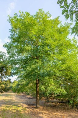 Robinia pseudoacacia hoogstam 18/20