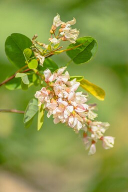 Robinia pseudoacacia hoogstam 18/20