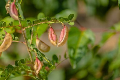 Robinia pseudoacacia hoogstam 18/20