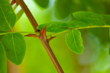 Robinia pseudoacacia hoogstam 18/20