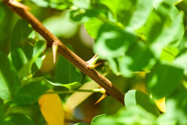 Robinia pseudoacacia hoogstam 18/20