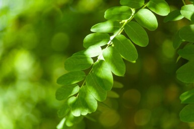 Robinia pseudoacacia hoogstam 18/20