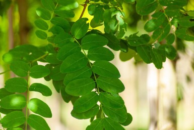 Robinia pseudoacacia hoogstam 18/20