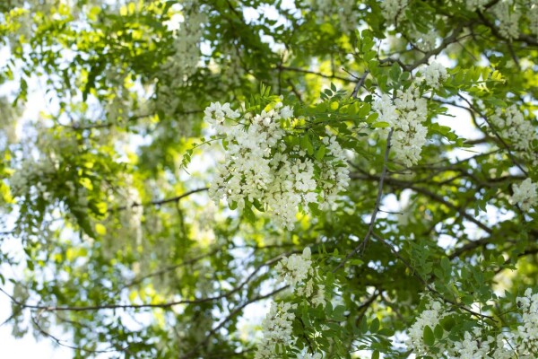 Robinia pseudoacacia meerstammig 250-300