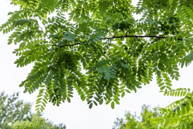 Robinia pseudoacacia meerstammig 250-300