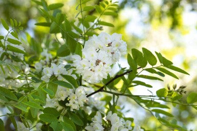 Robinia pseudoacacia meerstammig 250-300
