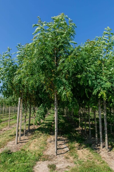Robinia pseudoacacia 'Bessoniana' hoogstam 20/25