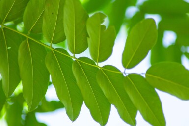 Robinia pseudoacacia 'Bessoniana' hoogstam 20/25