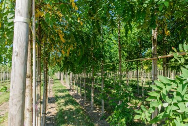 Robinia pseudoacacia 'Bessoniana' hoogstam 20/25