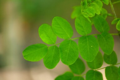 Robinia pseudoacacia 'Bessoniana' hoogstam 20/25