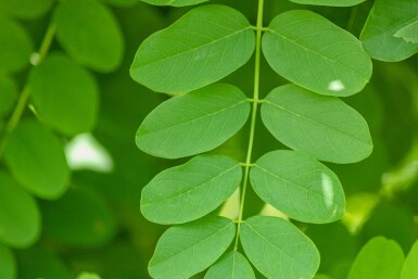 Robinia pseudoacacia 'Bessoniana' hoogstam 20/25