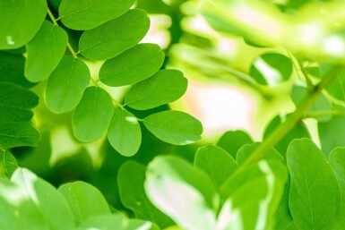 Robinia pseudoacacia 'Bessoniana' hoogstam 20/25