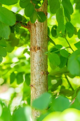 Robinia pseudoacacia 'Bessoniana' hoogstam 20/25