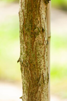 Robinia pseudoacacia 'Bessoniana' hoogstam 20/25