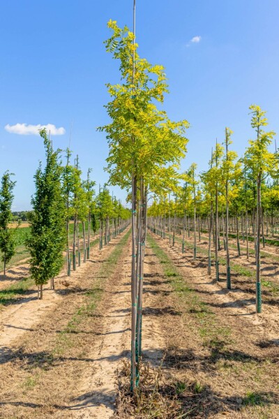 Robinia pseudoacacia 'Frisia' hoogstam 12/14