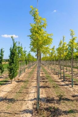 Robinia pseudoacacia 'Frisia' hoogstam 12/14