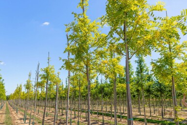 Robinia pseudoacacia 'Frisia' hoogstam 12/14