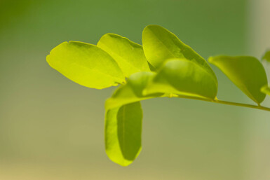 Robinia pseudoacacia 'Frisia' hoogstam 12/14