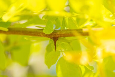 Robinia pseudoacacia 'Frisia' hoogstam 12/14