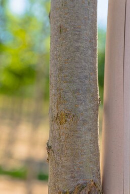 Robinia pseudoacacia 'Frisia' hoogstam 12/14