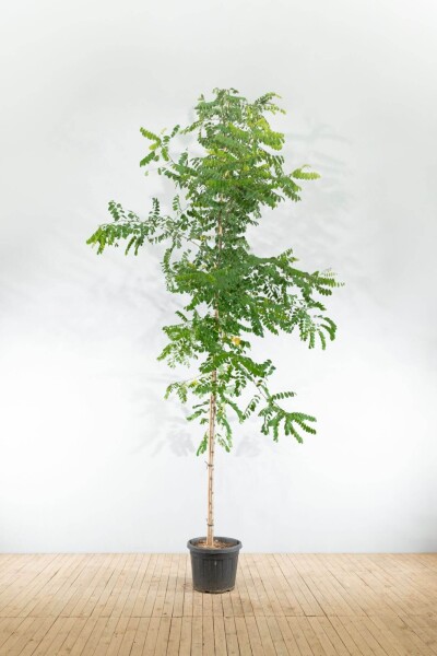 Robinia pseudoacacia 'Nyirségi' hoogstam 10/12