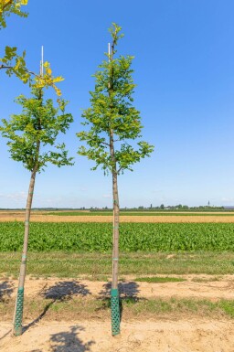 Robinia pseudoacacia 'Nyirségi' hoogstam 10/12