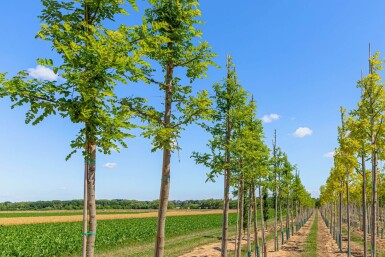 Robinia pseudoacacia 'Nyirségi' hoogstam 10/12