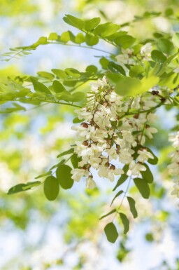 Robinia pseudoacacia 'Nyirségi' hoogstam 10/12