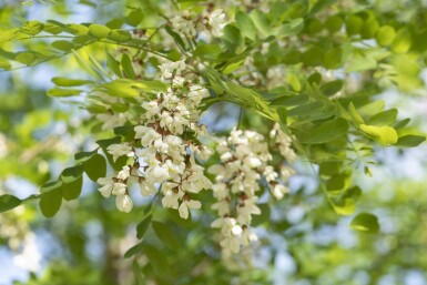Robinia pseudoacacia 'Nyirségi' hoogstam 10/12