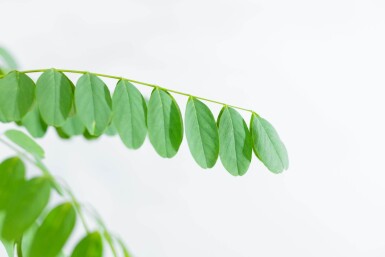 Robinia pseudoacacia 'Nyirségi' hoogstam 10/12