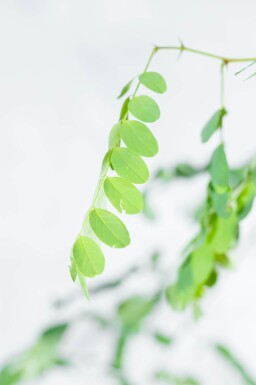 Robinia pseudoacacia 'Nyirségi' hoogstam 10/12