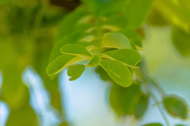 Robinia pseudoacacia 'Nyirségi' hoogstam 10/12