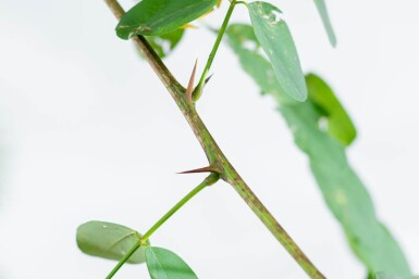 Robinia pseudoacacia 'Nyirségi' hoogstam 10/12