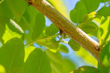 Robinia pseudoacacia 'Nyirségi' hoogstam 10/12