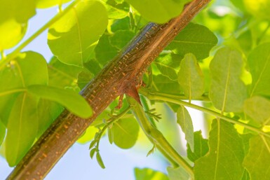 Robinia pseudoacacia 'Nyirségi' hoogstam 10/12