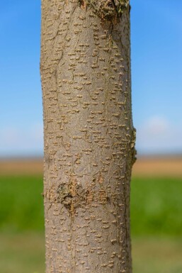 Robinia pseudoacacia 'Nyirségi' hoogstam 10/12