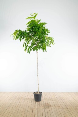 Robinia pseudoacacia 'Umbraculifera' hoogstam 16/18 225cm stam