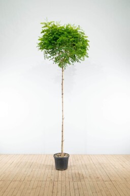 Robinia pseudoacacia 'Umbraculifera' hoogstam 16/18 225cm stam