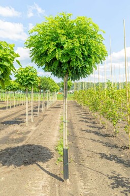 Robinia pseudoacacia 'Umbraculifera' hoogstam 16/18 225cm stam
