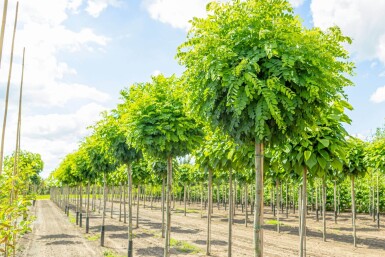 Robinia pseudoacacia 'Umbraculifera' hoogstam 16/18 225cm stam