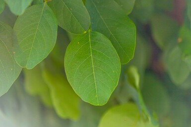 Robinia pseudoacacia 'Umbraculifera' hoogstam 16/18 225cm stam