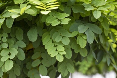 Robinia pseudoacacia 'Umbraculifera' hoogstam 16/18 225cm stam